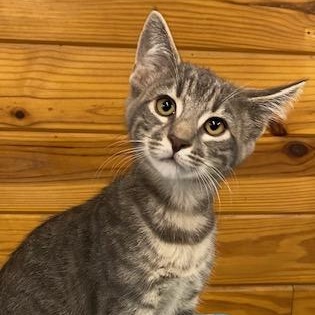 Obie - Come meet me and my brother at The Kitten Around Cat Lounge!, Adoptable, Kitten Male Tabby.