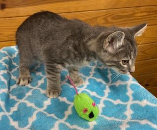 Obie - Come meet me and my brother at The Kitten Around Cat Lounge!, a Adoptable Tabby in Southern Pines, NC image 3/5