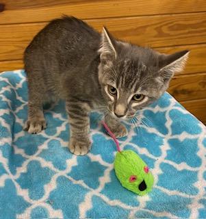 Obie - Come meet me and my brother at The Kitten Around Cat Lounge!, a Adoptable Tabby in Southern Pines, NC image 4/5
