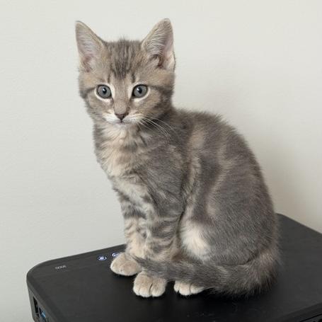 Harmonie, ADOPTABLE, Kitten Female Tabby.