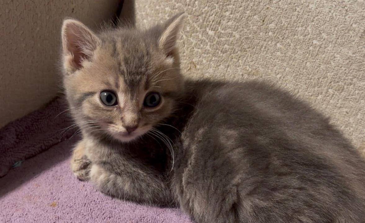 Enlarge Harmonie, a ADOPTABLE Tabby in Stanstead, QC image 2/3