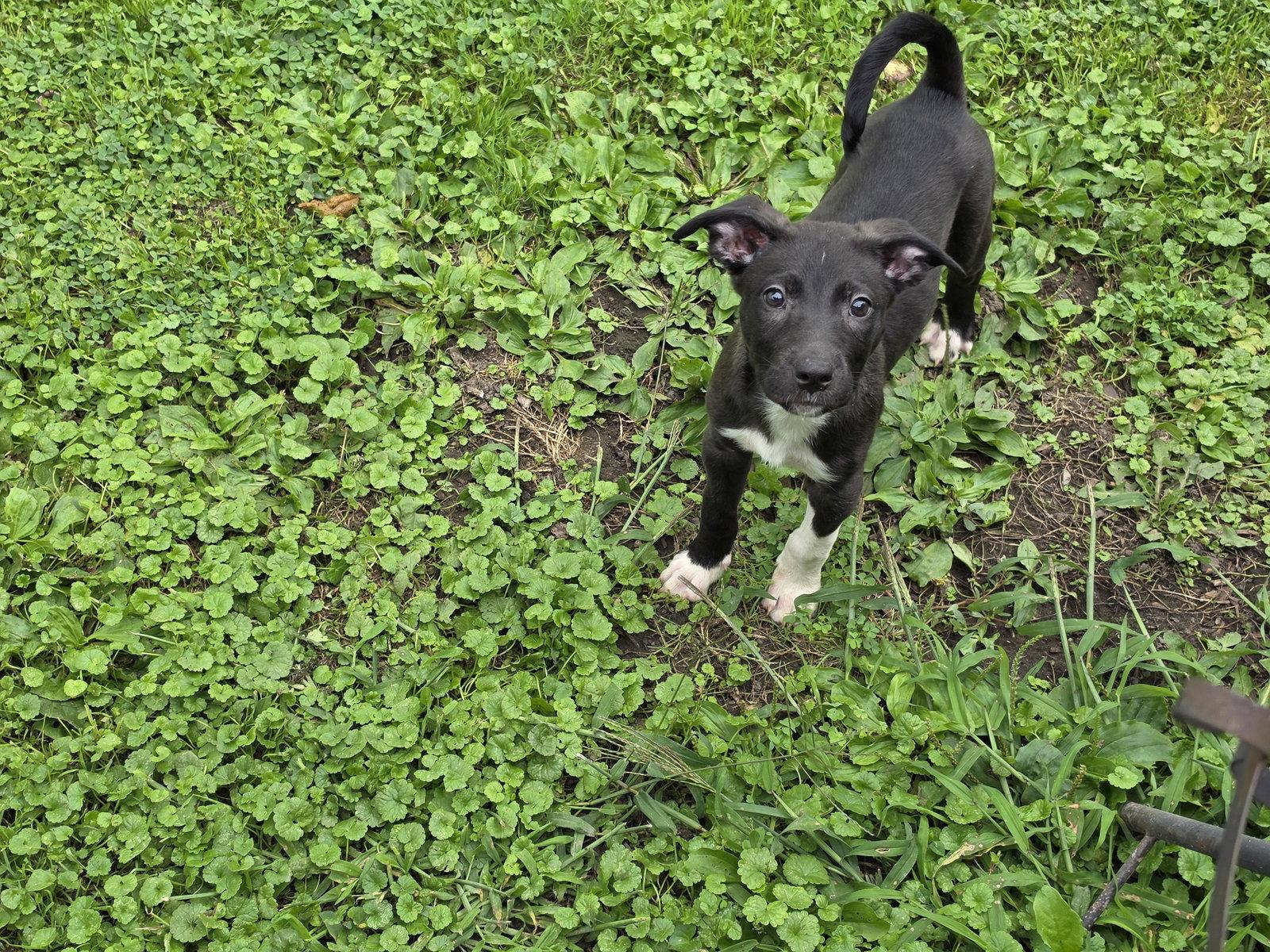 Poppi, Adopted, Puppy Female Shetland Sheepdog / Sheltie.