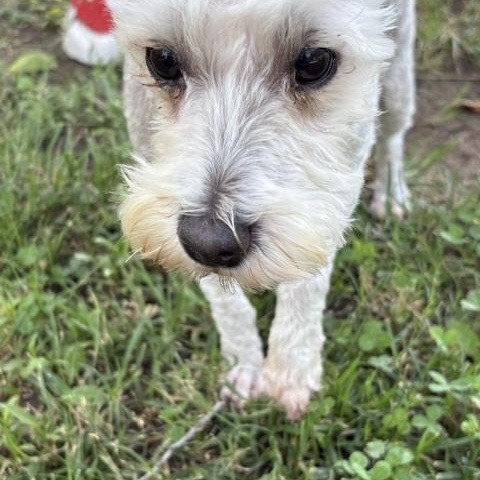 Gizmo, a ADOPTABLE Miniature Schnauzer in Tulsa, OK image 2/3