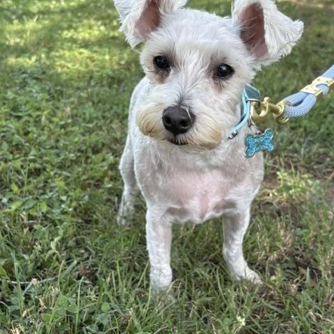 Gizmo, a ADOPTABLE Miniature Schnauzer in Tulsa, OK image 1/3