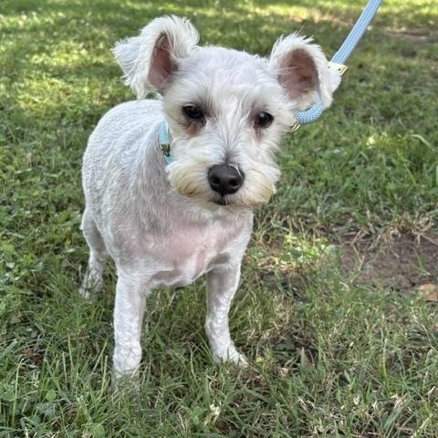 Gizmo, a ADOPTABLE Miniature Schnauzer in Tulsa, OK image 3/3