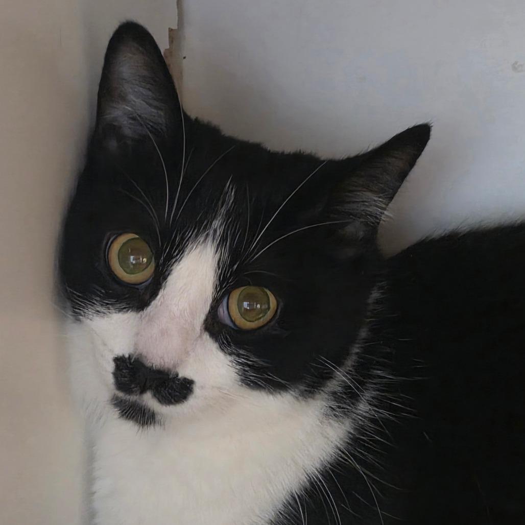 Tum Tum, a Adoptable Domestic Short Hair in Park City, UT image 1/2