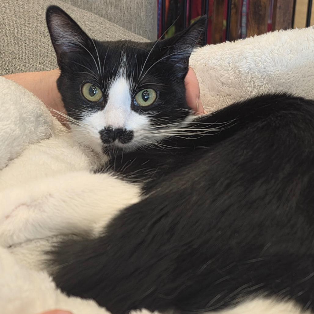 Tum Tum, a Adoptable Domestic Short Hair in Park City, UT image 2/2