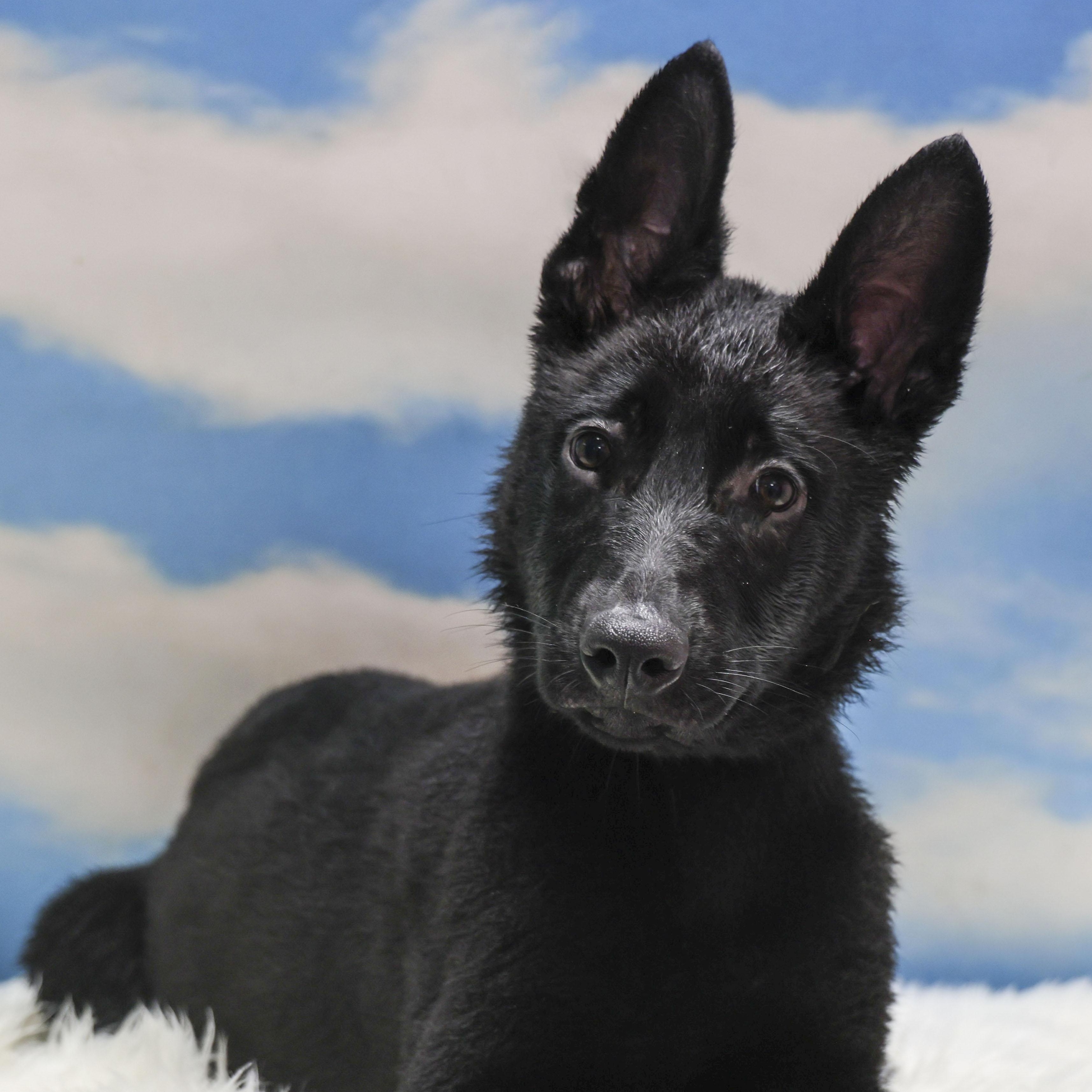 Enlarge Valor, an adopted German Shepherd Dog in Casa Grande, AZ image 1/3