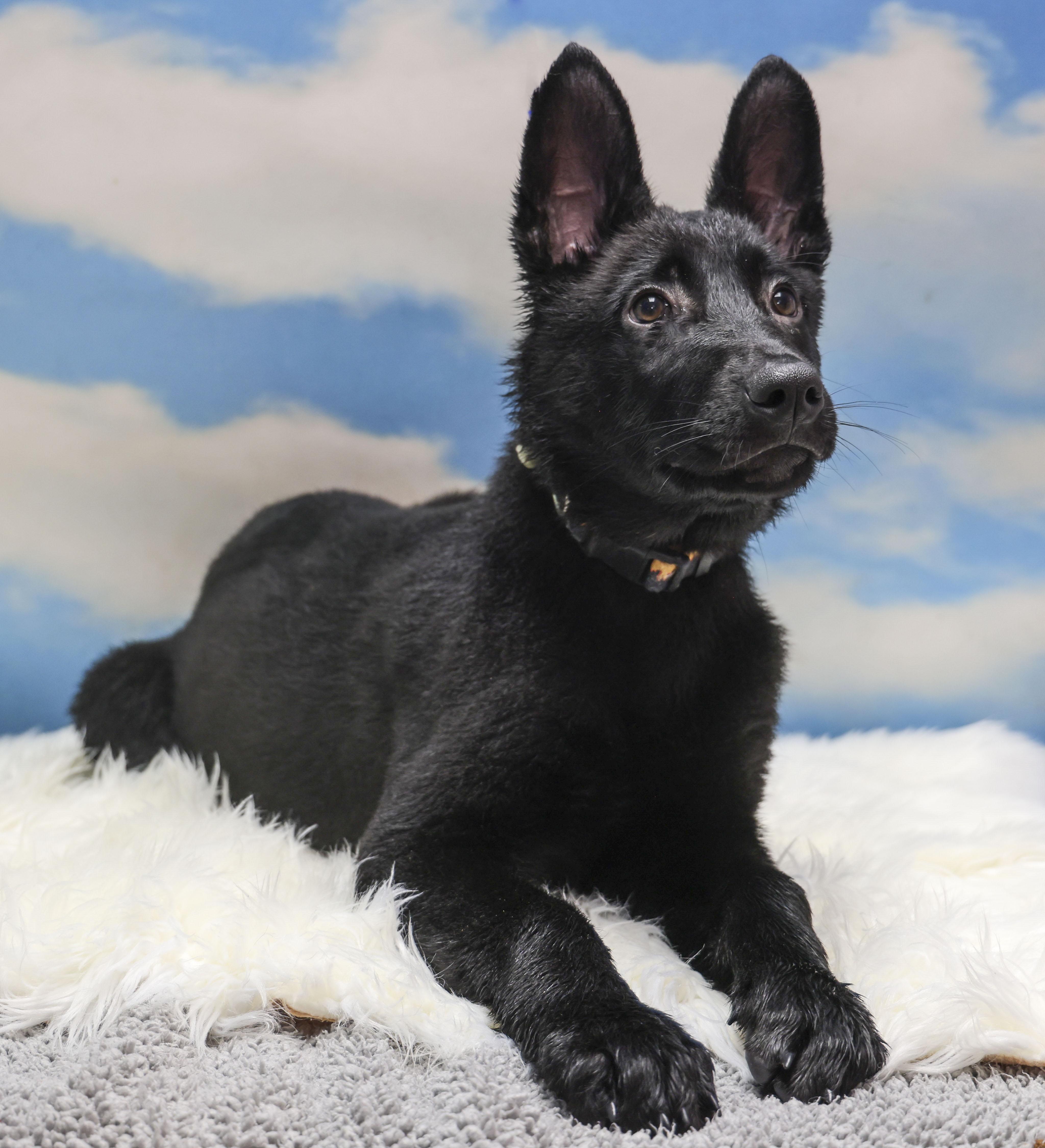 Enlarge Valor, an adopted German Shepherd Dog in Casa Grande, AZ image 3/3