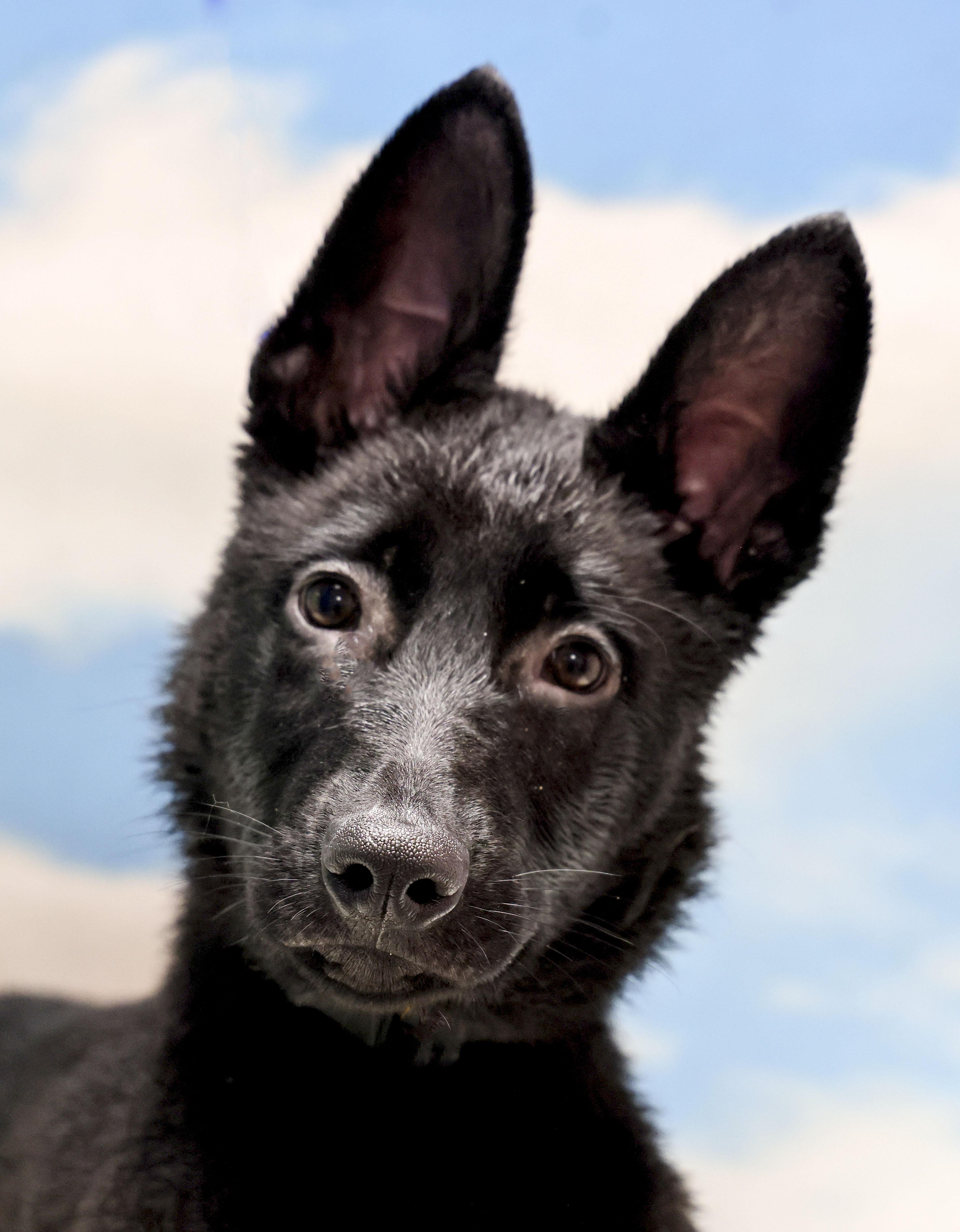 Enlarge Valor, an adopted German Shepherd Dog in Casa Grande, AZ image 2/3
