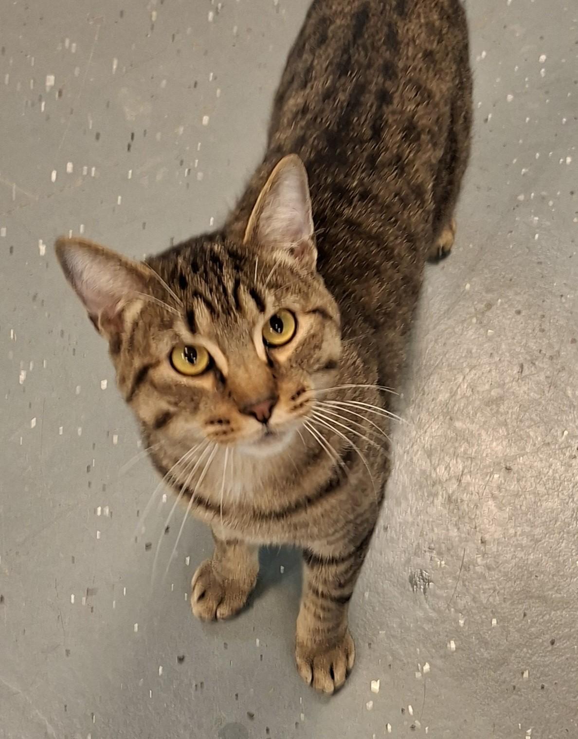 Rutherford, a ADOPTABLE Domestic Short Hair in Wallingford, CT image 2/2