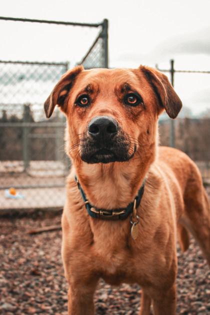 Enlarge Boba, a ADOPTABLE Mixed Breed in Missoula, MT image 1/3