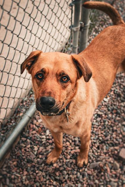 Enlarge Boba, a ADOPTABLE Mixed Breed in Missoula, MT image 3/3