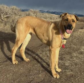Enlarge Boba, a ADOPTABLE Mixed Breed in Missoula, MT image 2/3