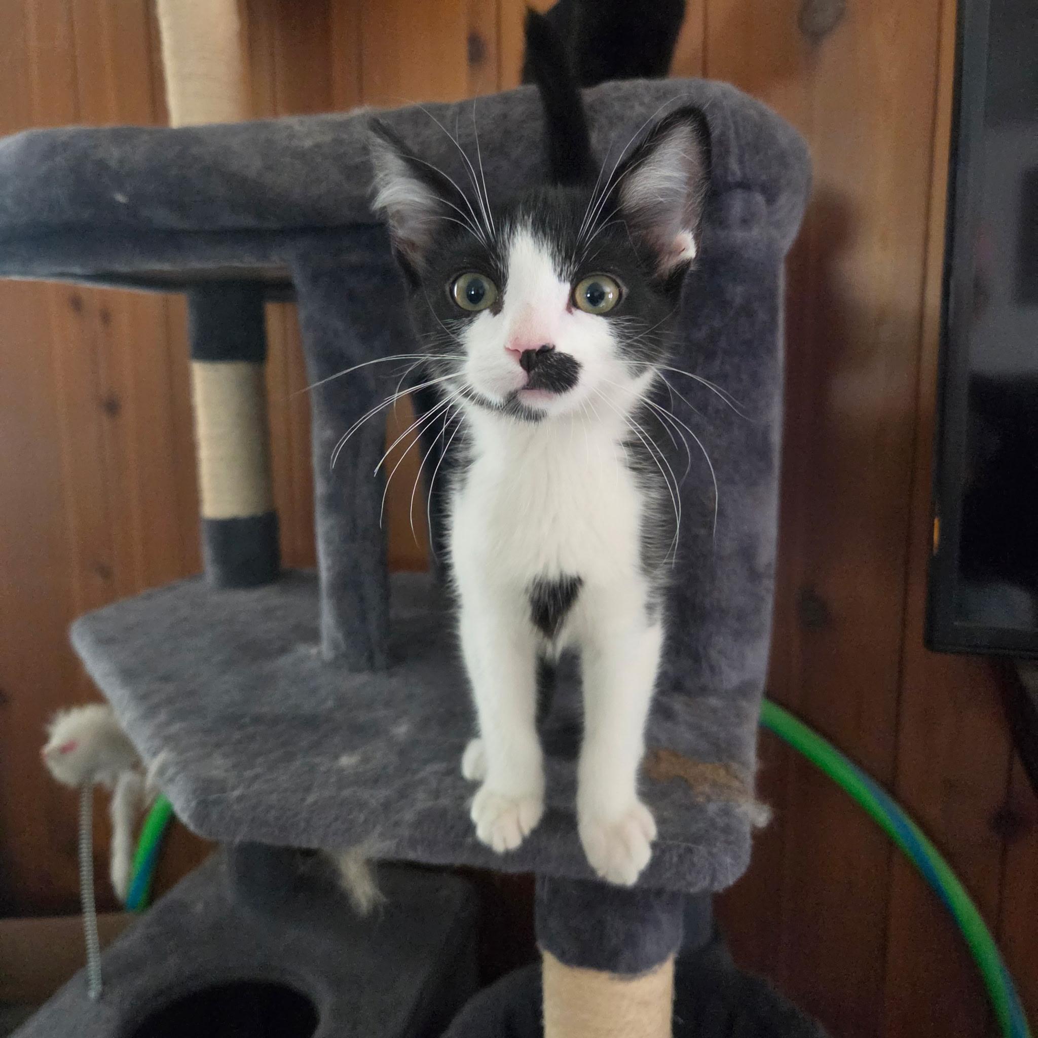 Enlarge Groucho Marx, a Adopted Domestic Short Hair in Pueblo, CO image 1/1