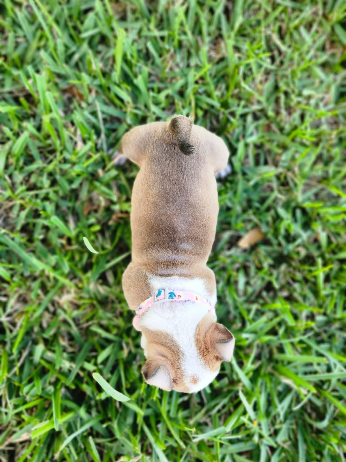 Toffee, a Adoptable American Bully in Jacksonville , FL image 4/4
