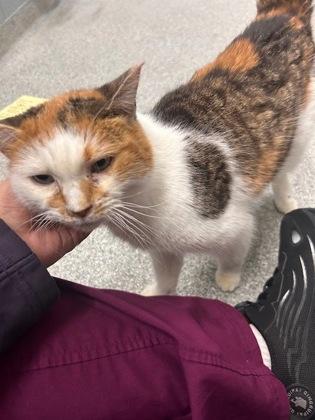 Athena, Adoptable, Adult Female Domestic Short Hair & Domestic Short Hair.