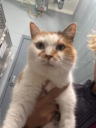 Athena, Adoptable, Adult Female Domestic Short Hair & Domestic Short Hair.