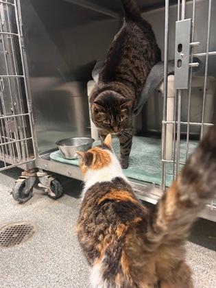 Athena, a Adoptable mixed breed in Reidsville, NC image 6/6