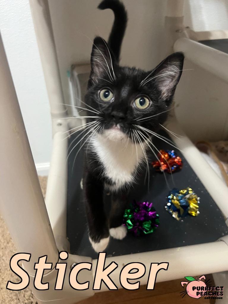 Sticker, a Adoptable mixed breed in Douglasville, GA image 2/4