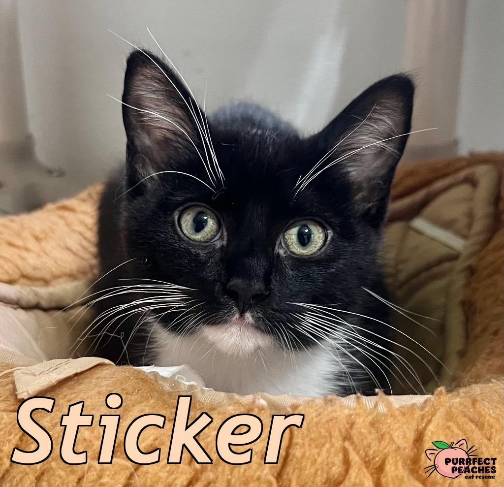 Sticker, a Adoptable mixed breed in Douglasville, GA image 3/4