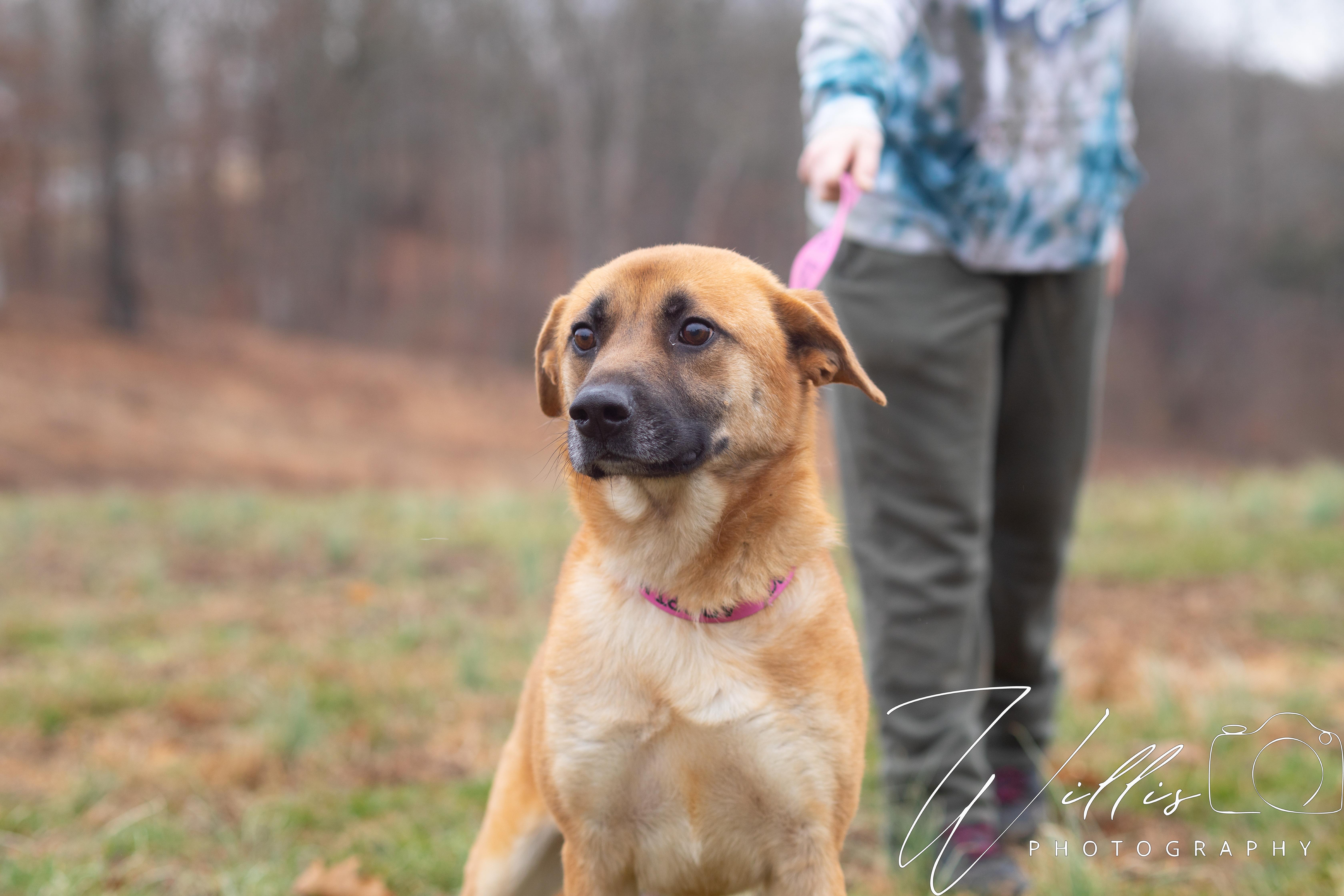 Rocky💙SPONSORED ADOPTION , ADOPTABLE, Adult Male German Shepherd Dog.
