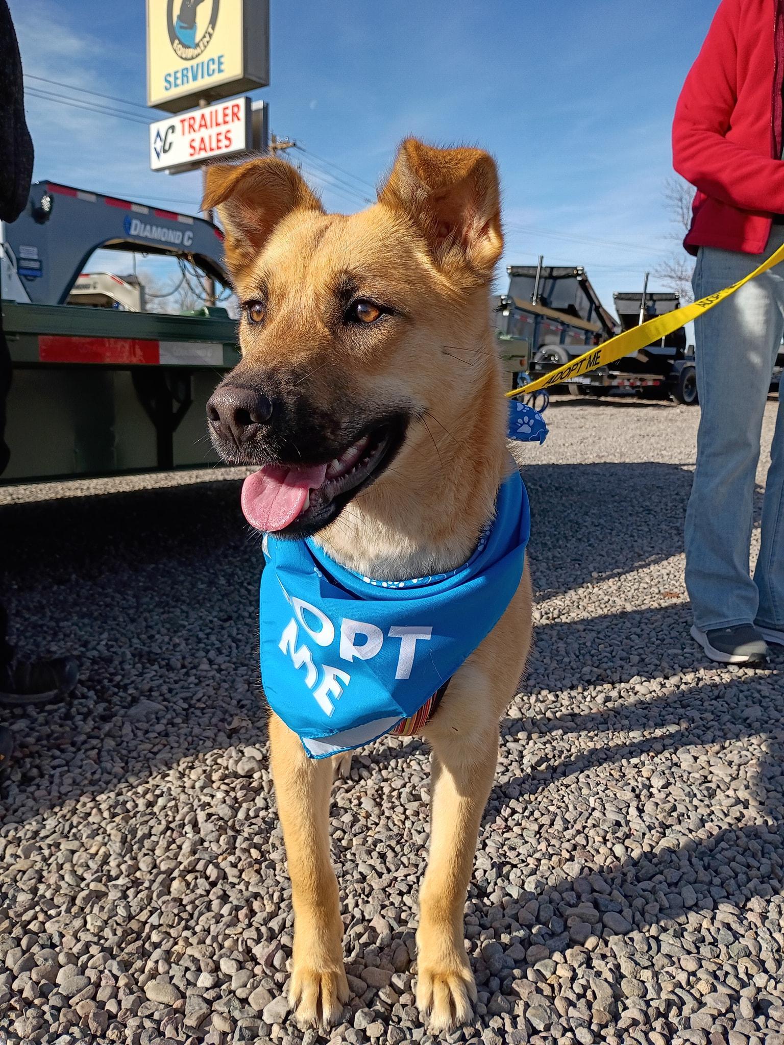 Bailey , ADOPTABLE, Young Female Shepherd.