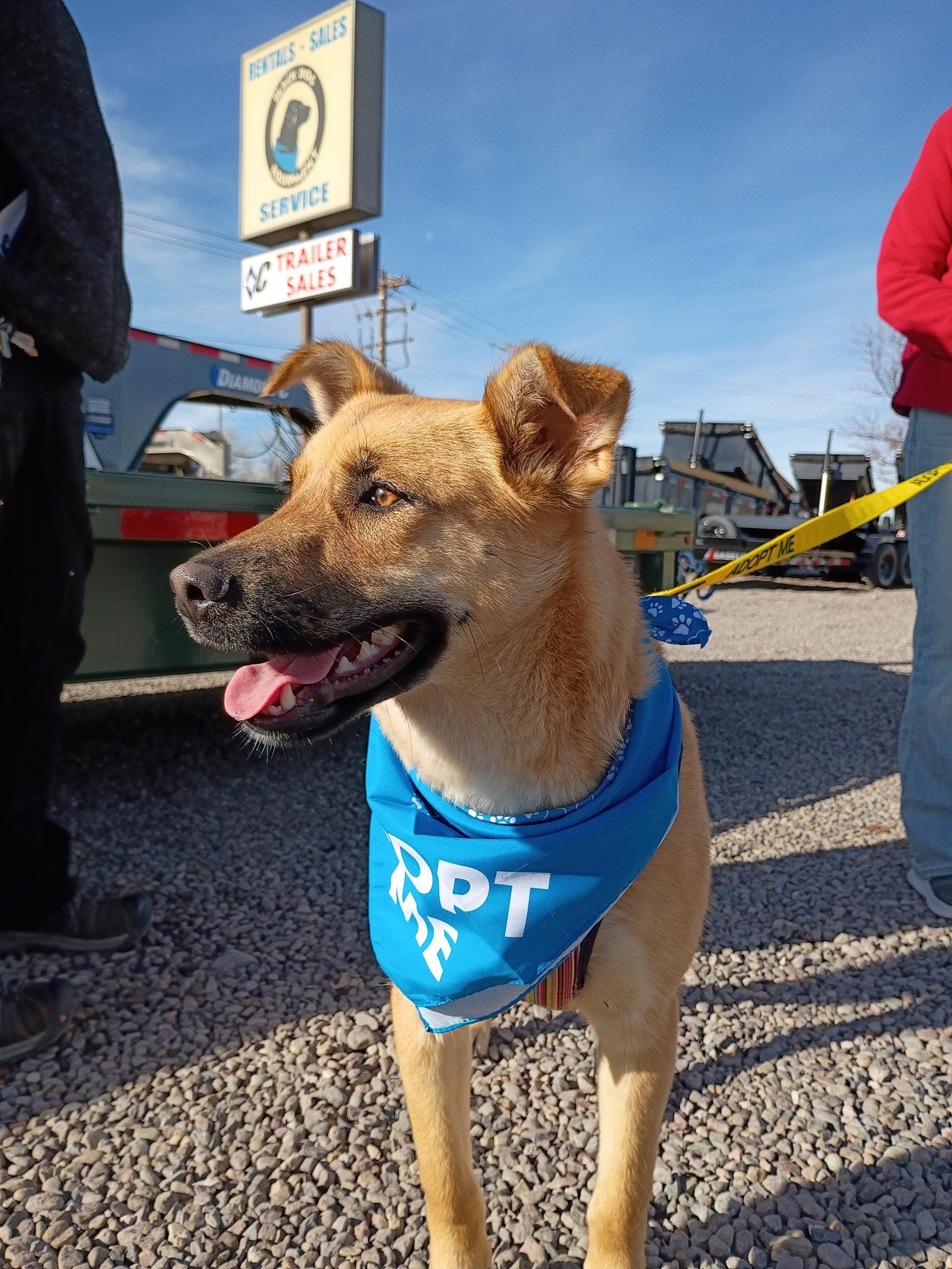 Bailey , a ADOPTABLE mixed breed in Montrose, CO image 2/4