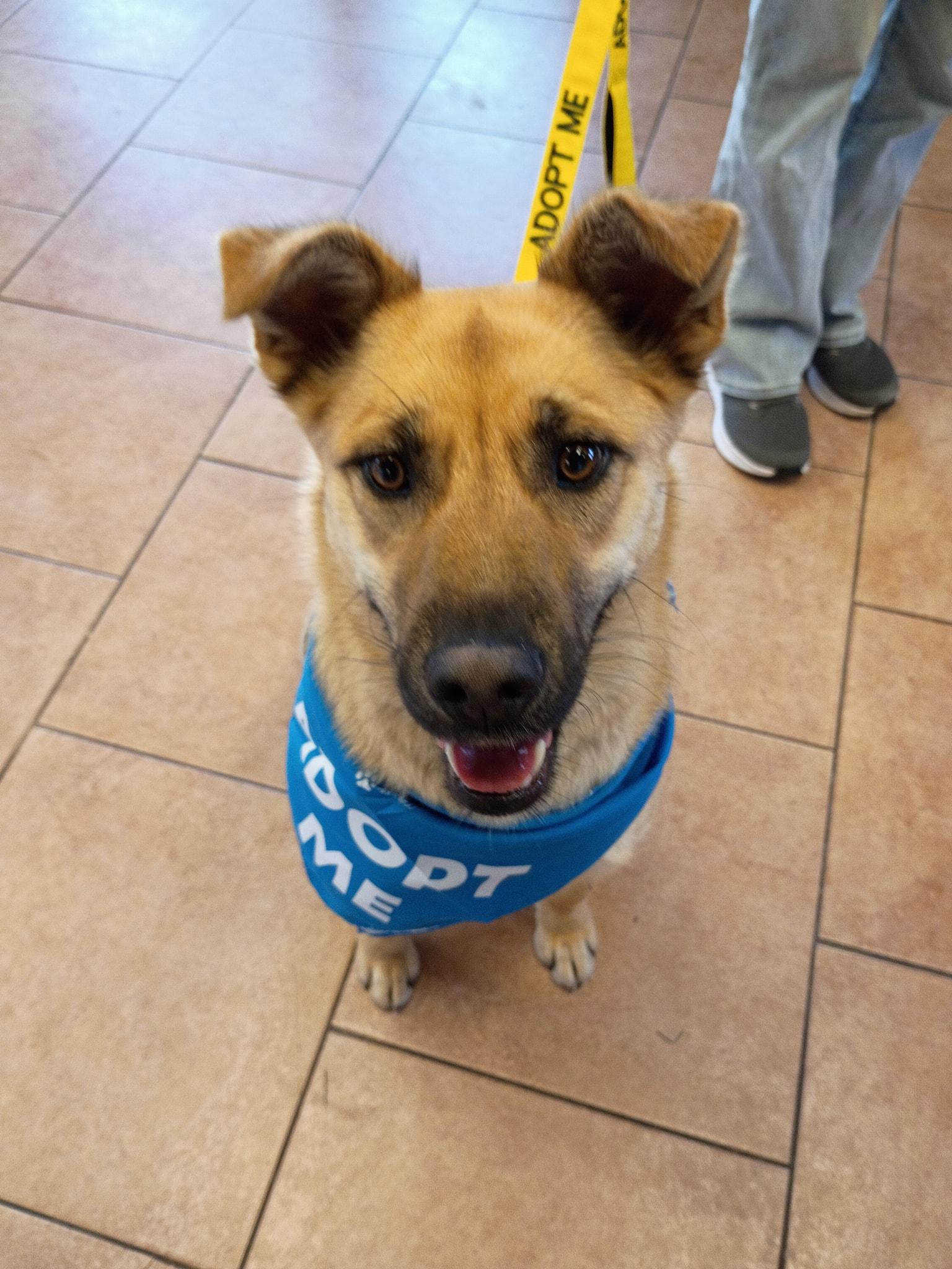 Bailey , a ADOPTABLE mixed breed in Montrose, CO image 3/4