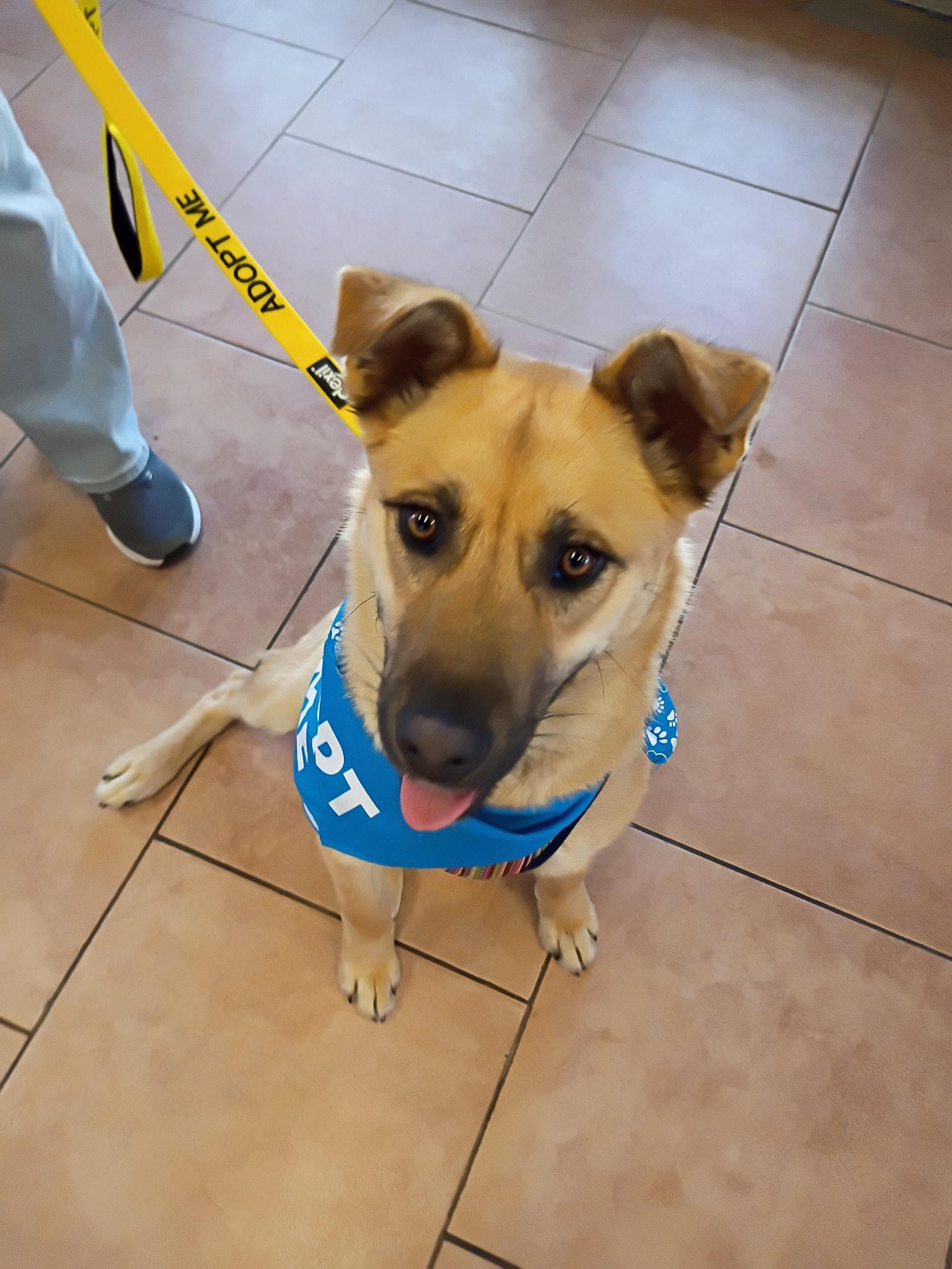 Bailey , a ADOPTABLE mixed breed in Montrose, CO image 4/4