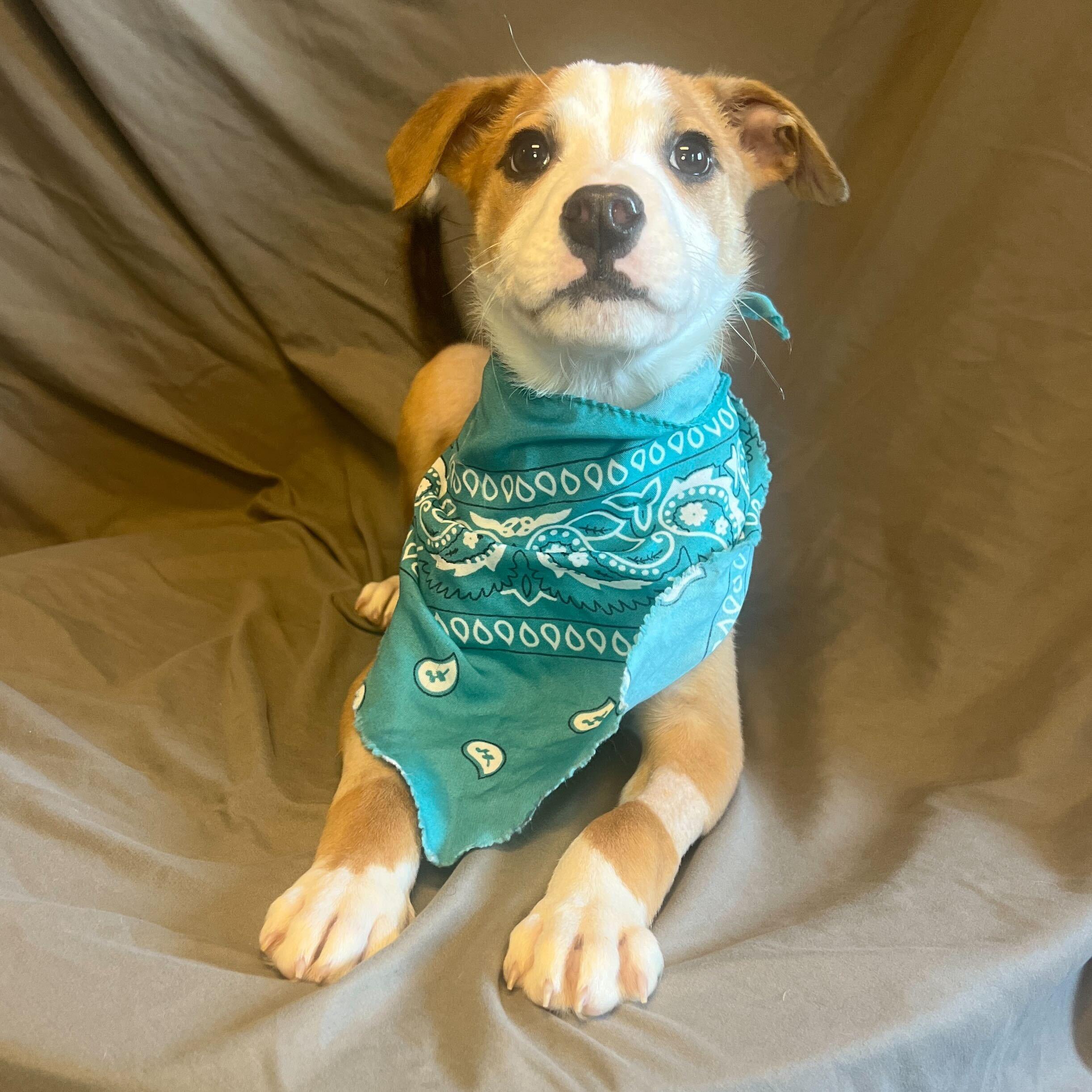 Walnut, Adoptable, Puppy Female Mixed Breed.