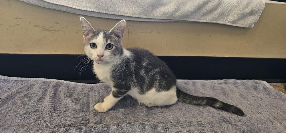Orlando, Adoptable, Young Female Domestic Short Hair.