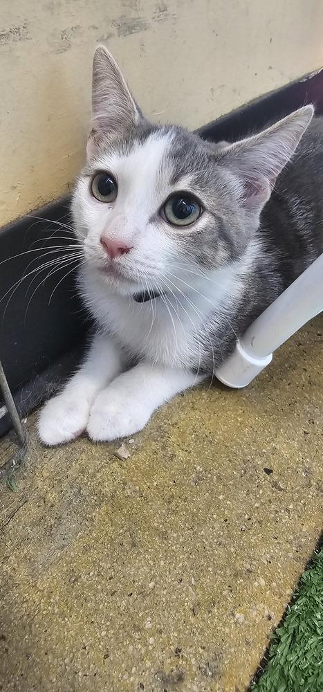 Enlarge Orlando, a Adoptable mixed breed in Powder Springs, GA image 2/2