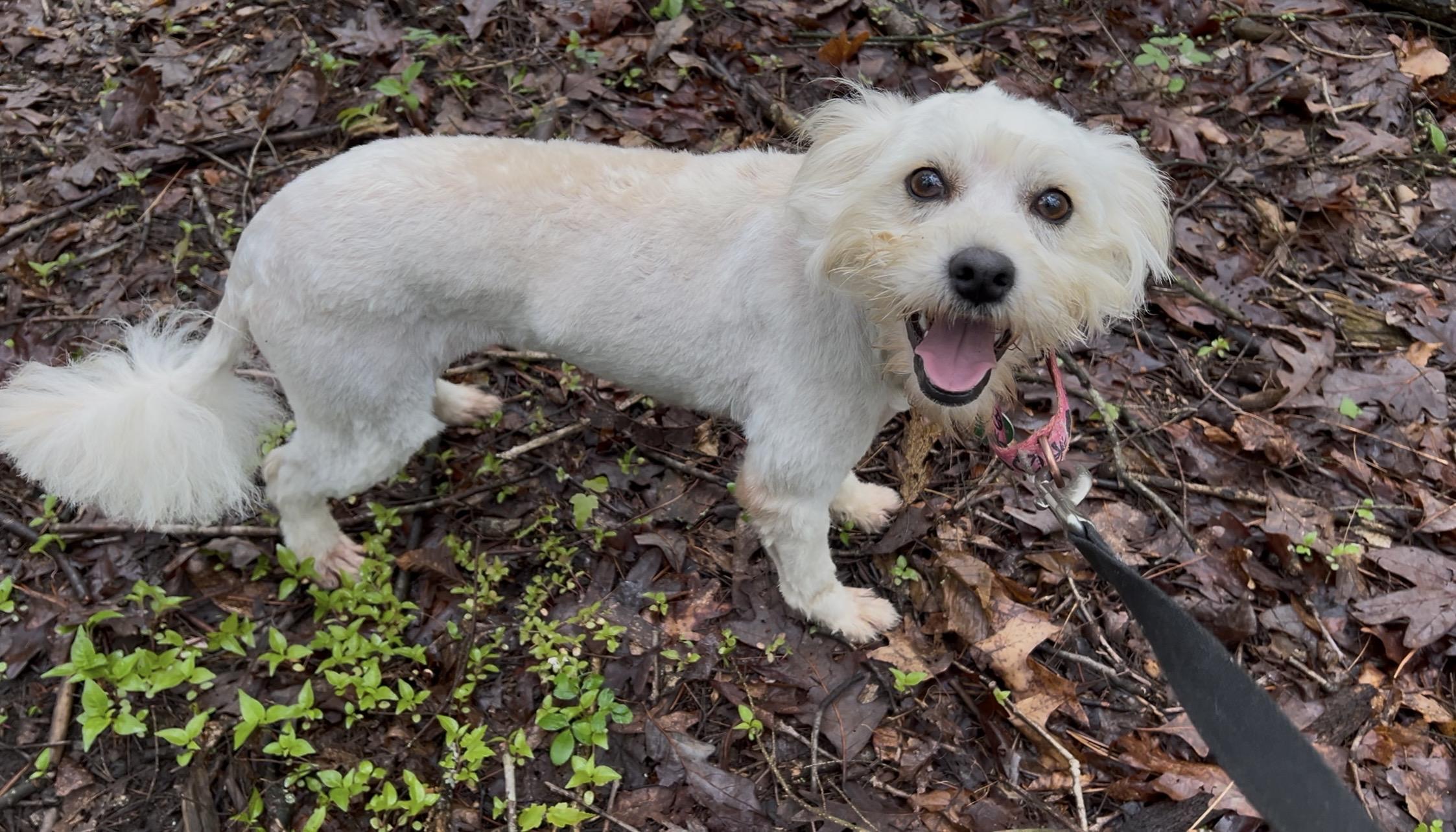 RHUBARB, an adopted mixed breed in Millerstown, PA image 3/6