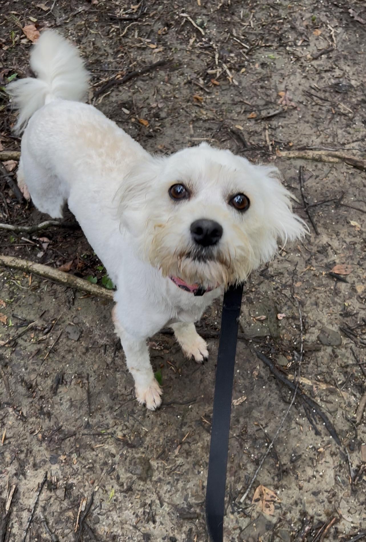 RHUBARB, an adopted mixed breed in Millerstown, PA image 4/6