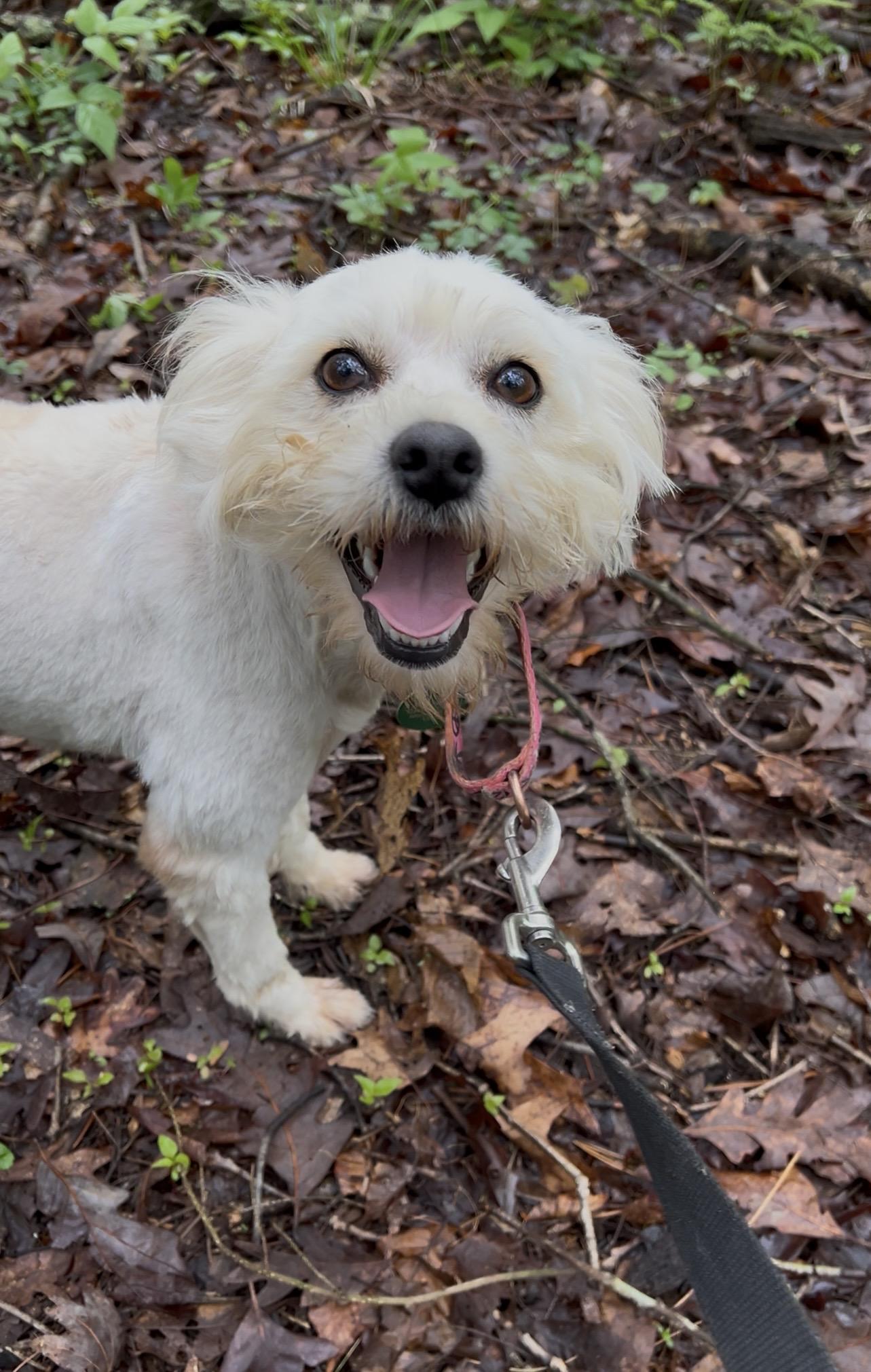 RHUBARB, an adopted mixed breed in Millerstown, PA image 1/6