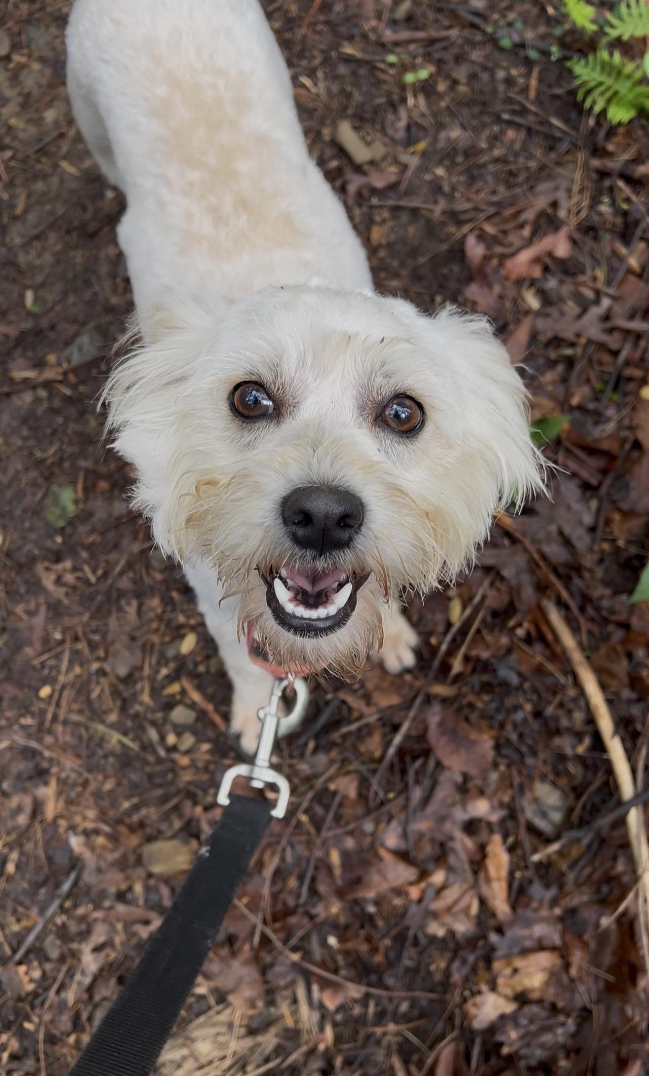 RHUBARB, an adopted mixed breed in Millerstown, PA image 2/6
