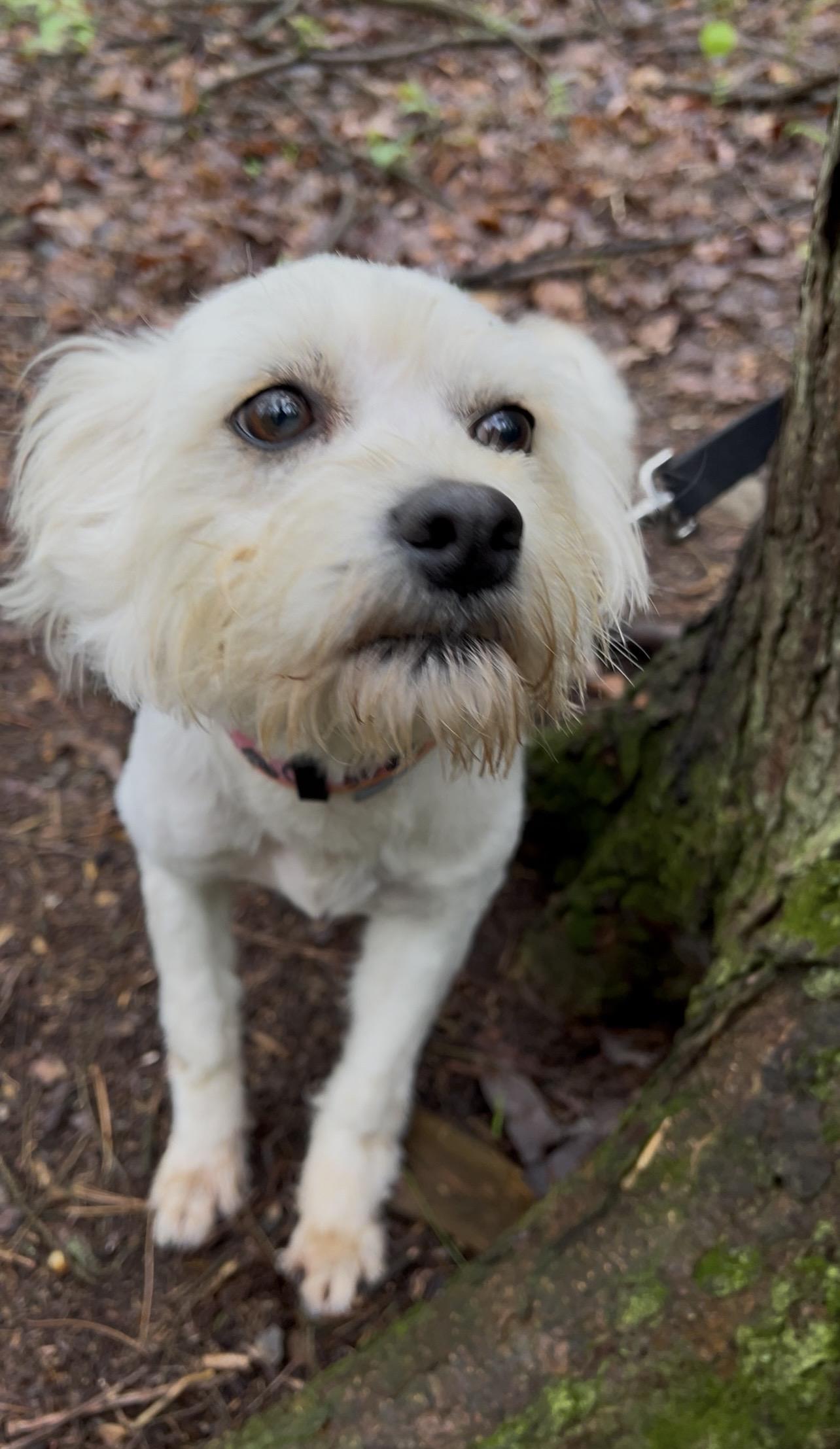 RHUBARB, an adopted mixed breed in Millerstown, PA image 5/6