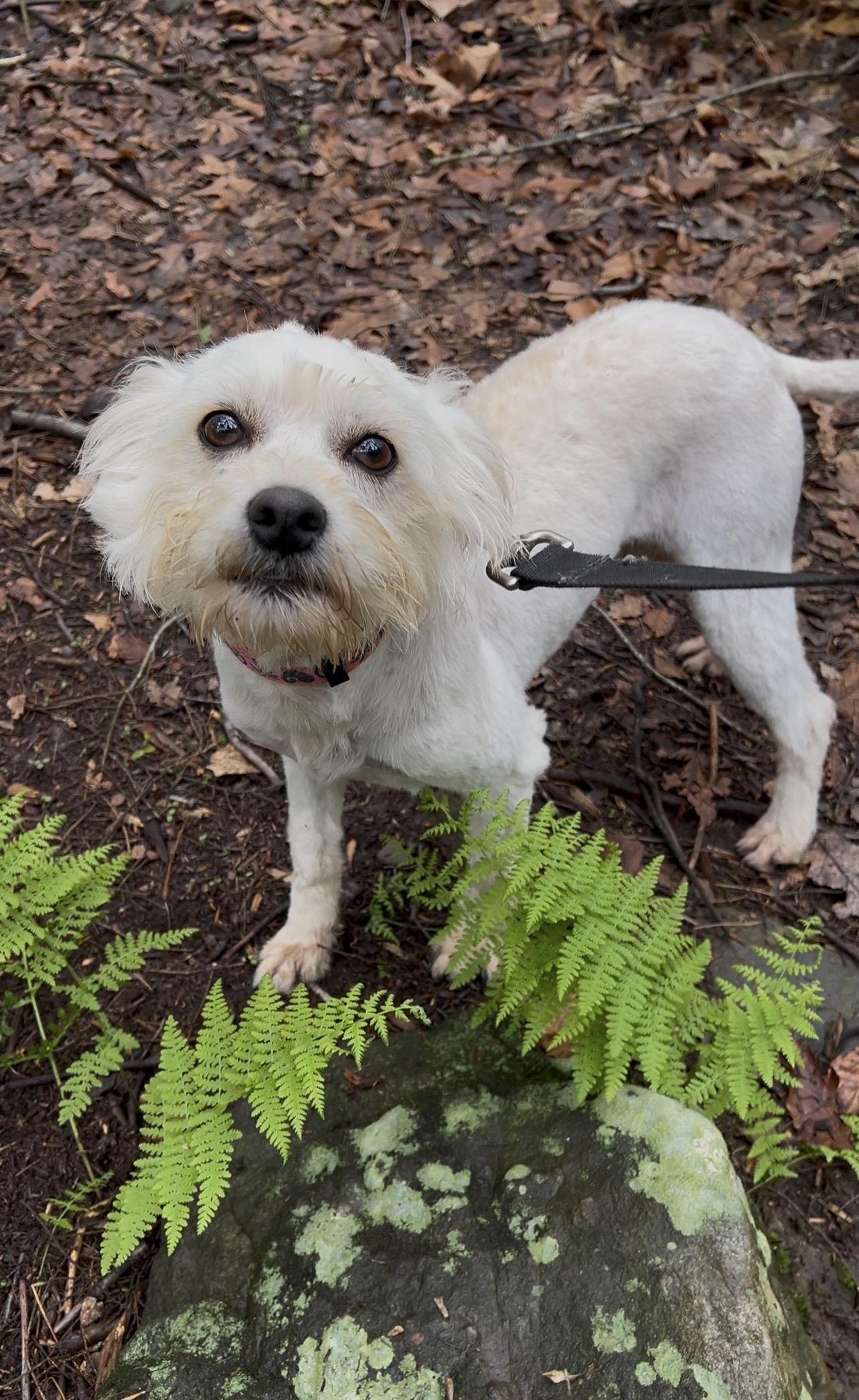 RHUBARB, an adopted mixed breed in Millerstown, PA image 6/6