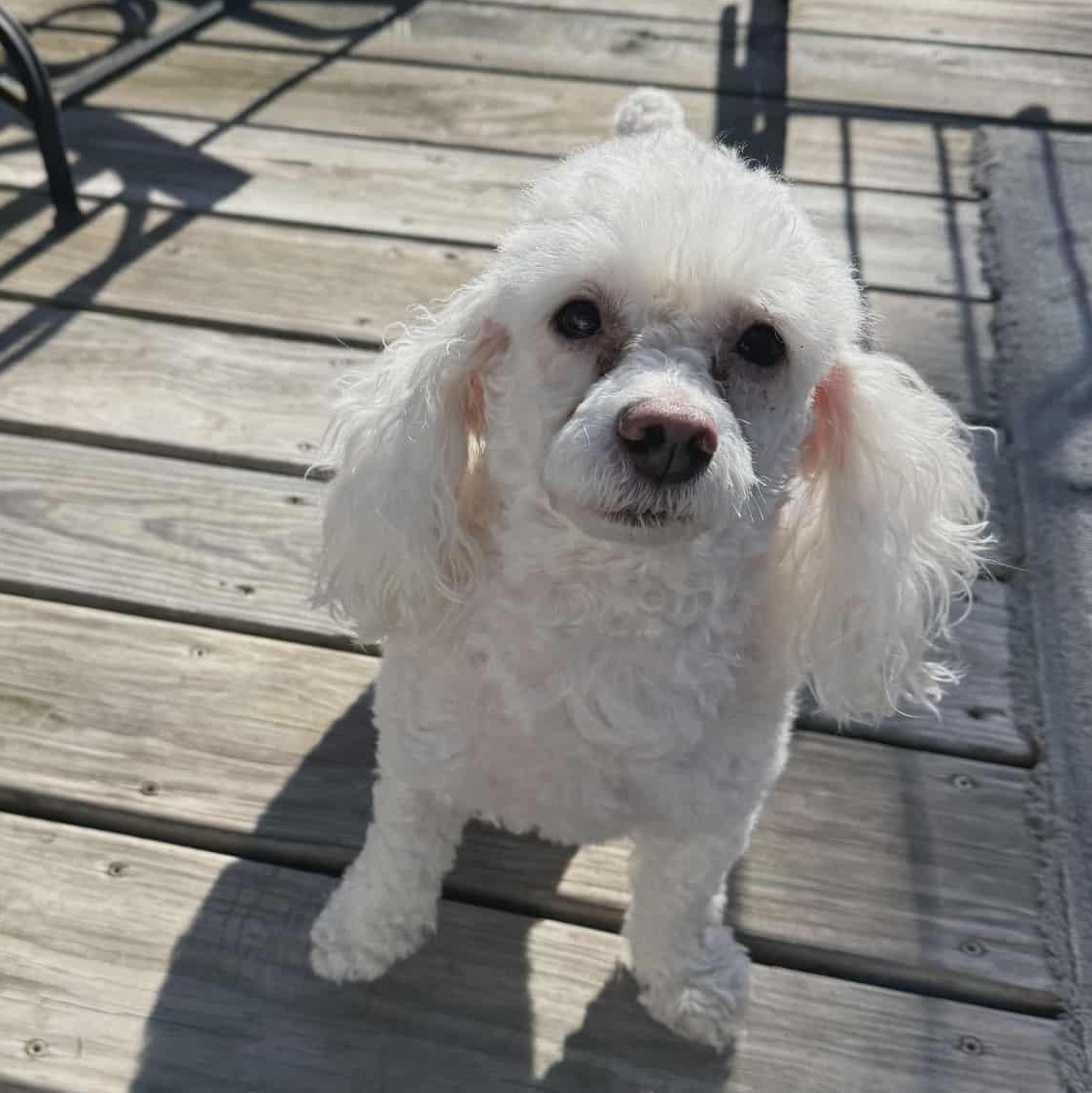 Koi, ADOPTABLE, Adult Male Miniature Poodle & Poodle (Toy).