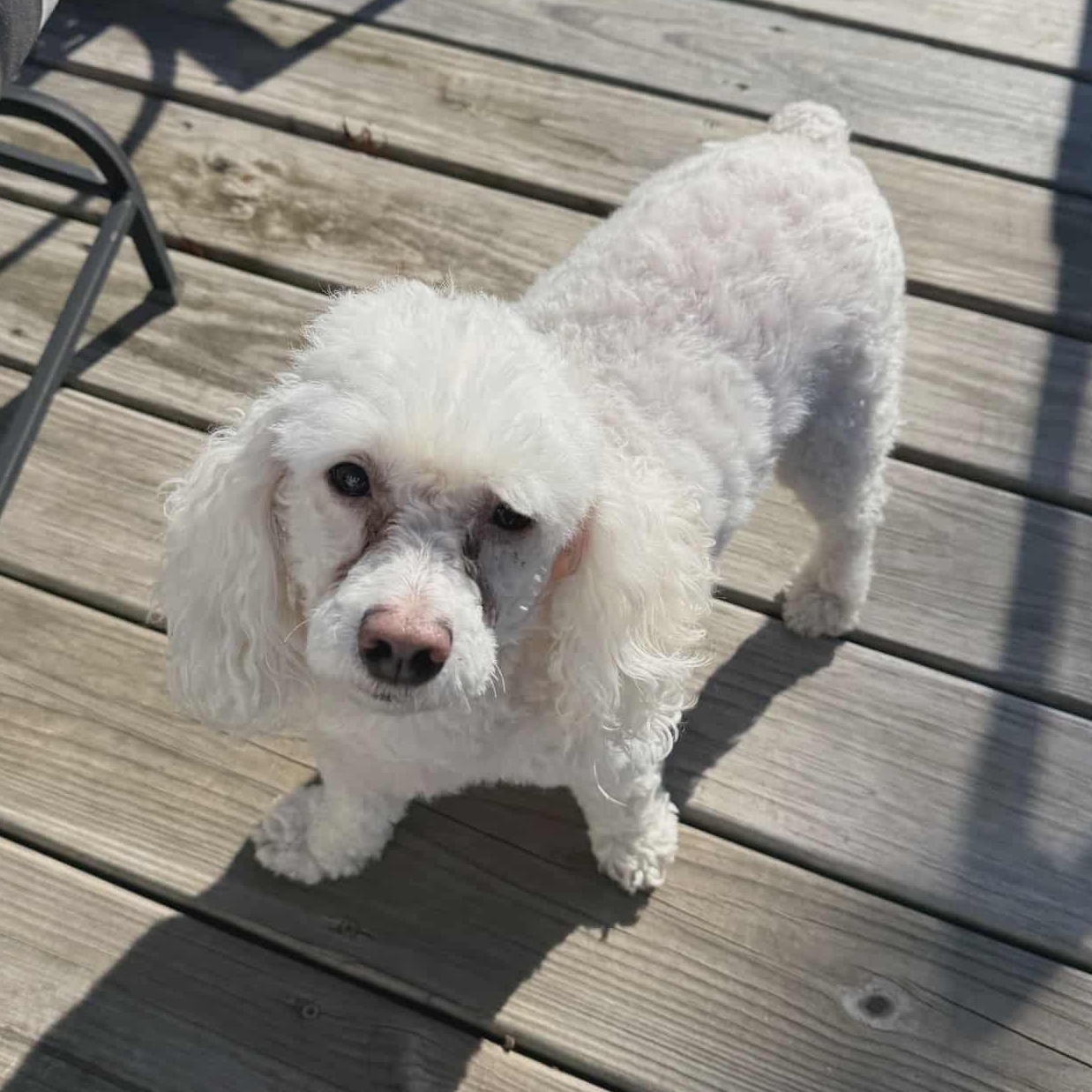 Enlarge Koi, a ADOPTABLE mixed breed in Harwinton, CT image 4/6