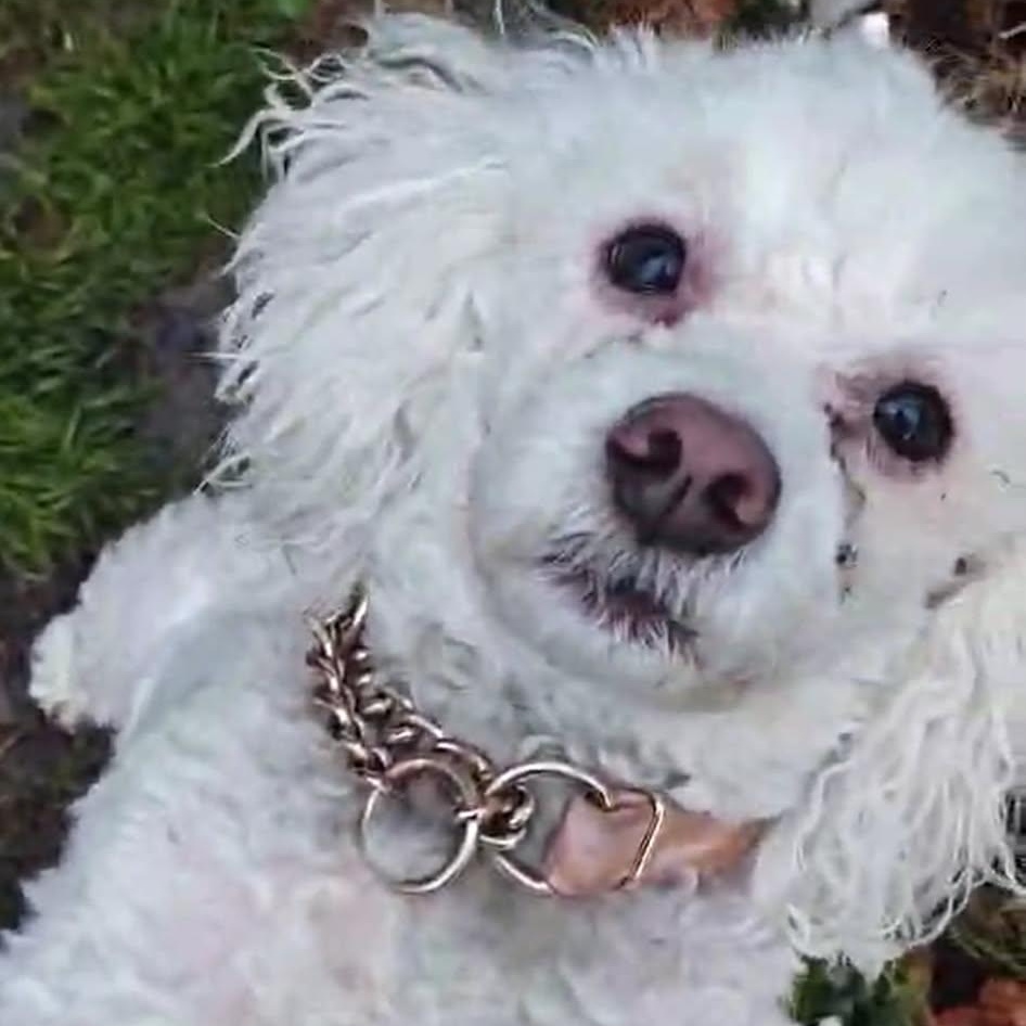 Enlarge Koi, a ADOPTABLE mixed breed in Harwinton, CT image 6/6