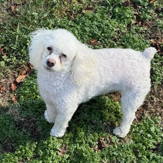 Enlarge Koi, a ADOPTABLE mixed breed in Harwinton, CT image 3/6