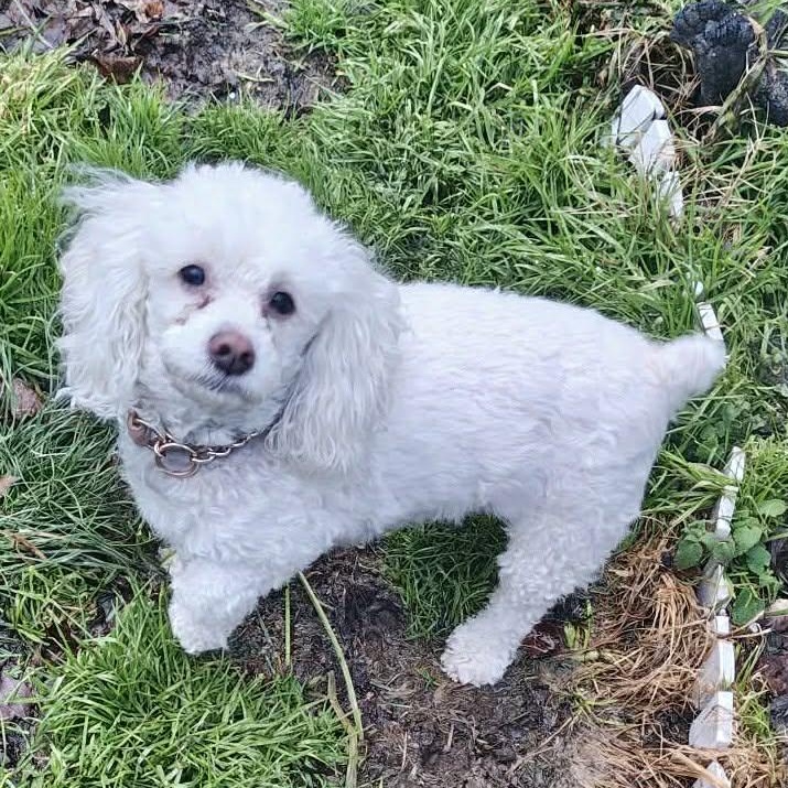 Enlarge Koi, a ADOPTABLE mixed breed in Harwinton, CT image 2/6