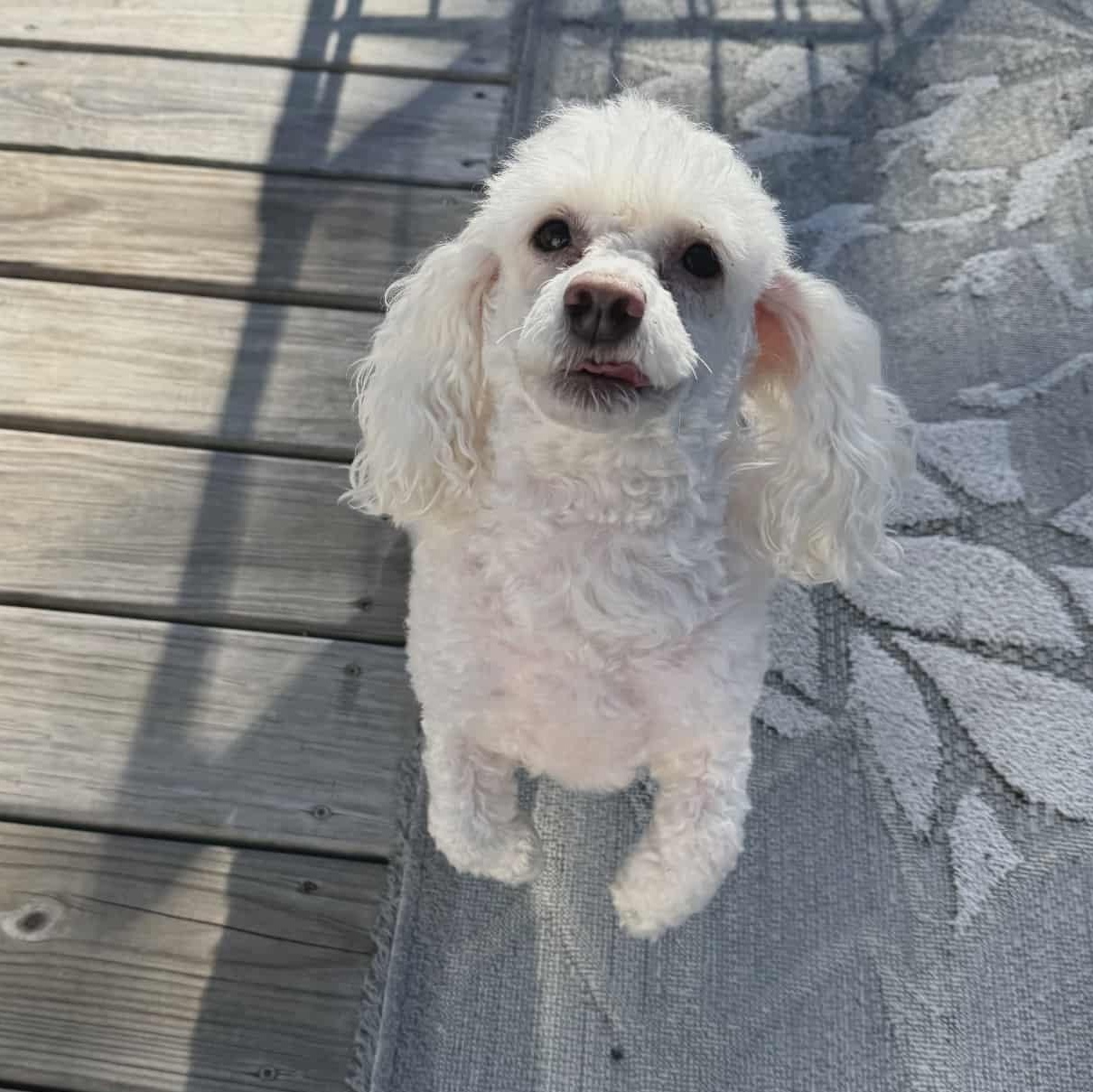 Enlarge Koi, a ADOPTABLE mixed breed in Harwinton, CT image 5/6