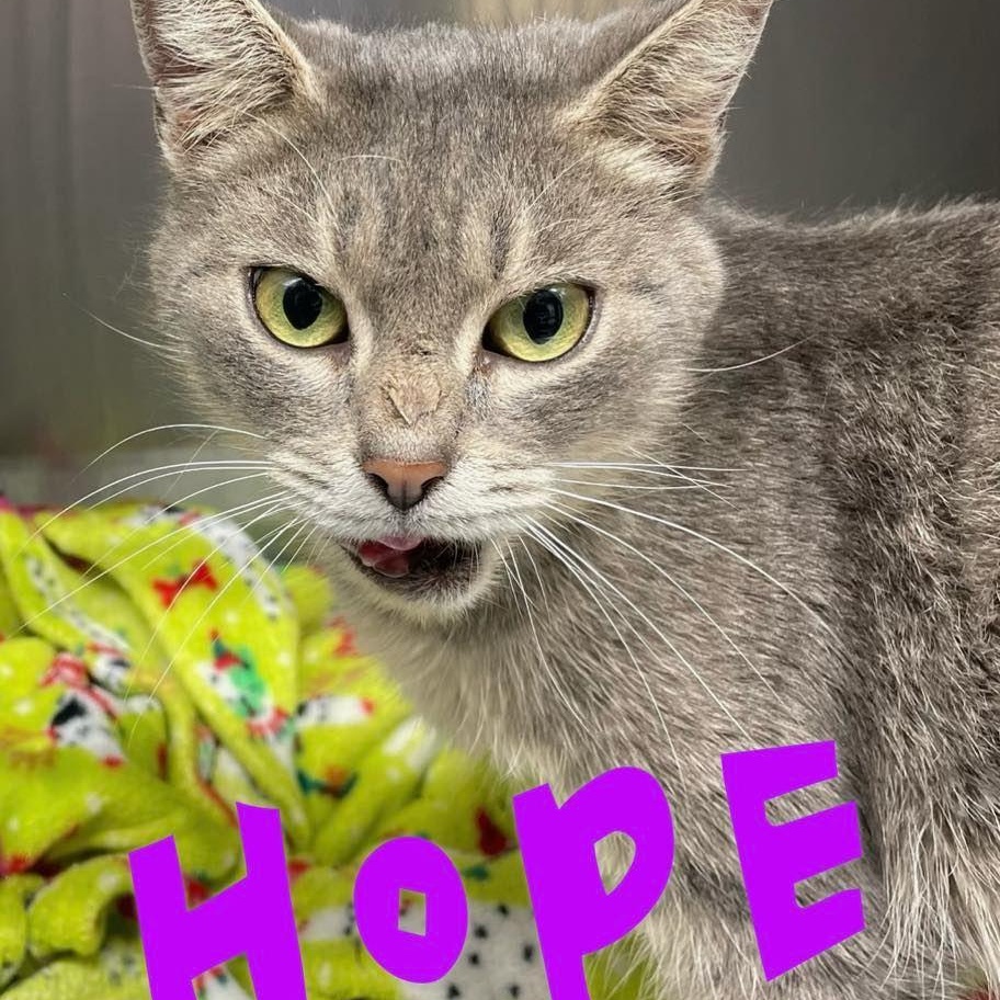 Enlarge Hope, a Adoptable Domestic Short Hair in Richmond Dale, OH image 1/3