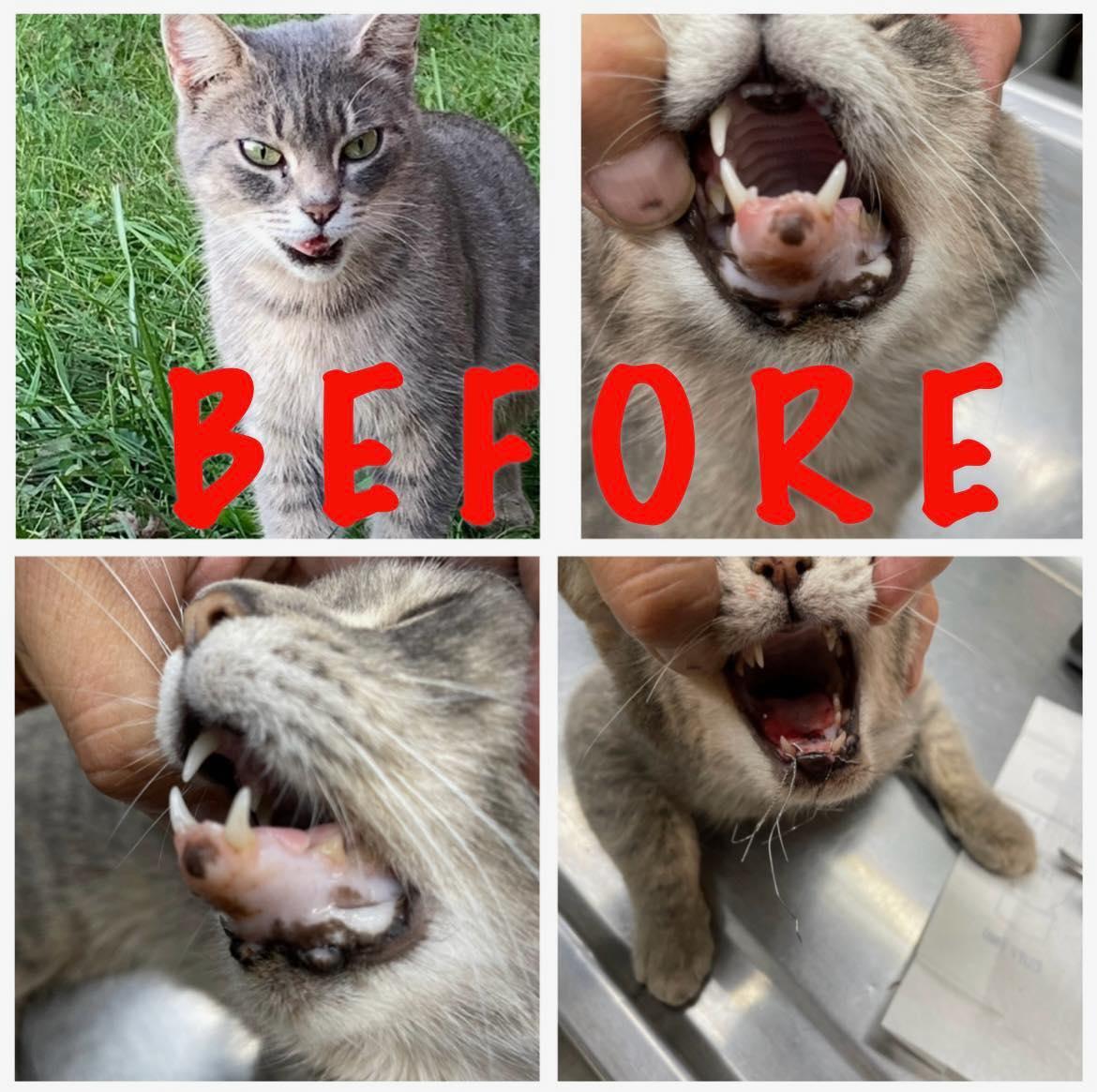 Enlarge Hope, a Adoptable Domestic Short Hair in Richmond Dale, OH image 2/3