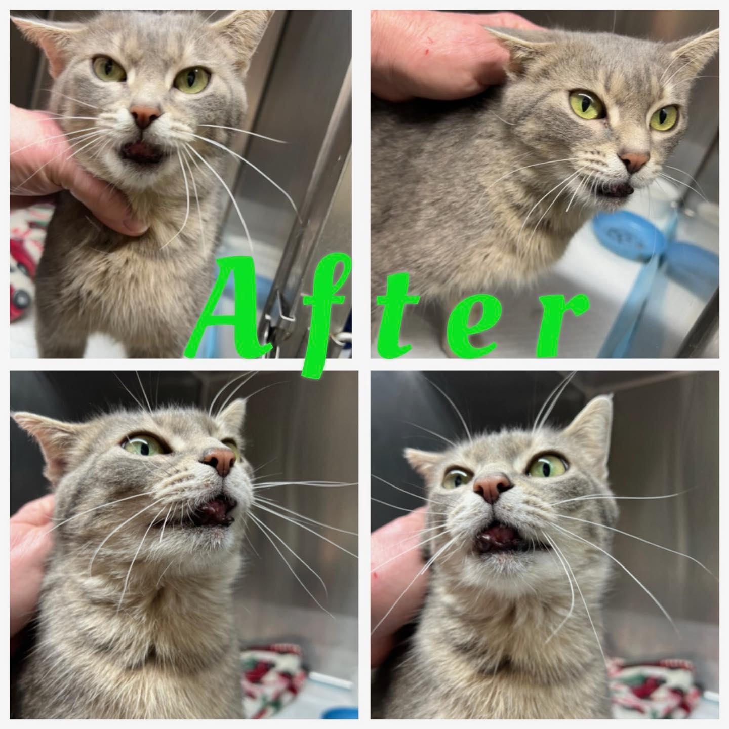 Enlarge Hope, a Adoptable Domestic Short Hair in Richmond Dale, OH image 3/3