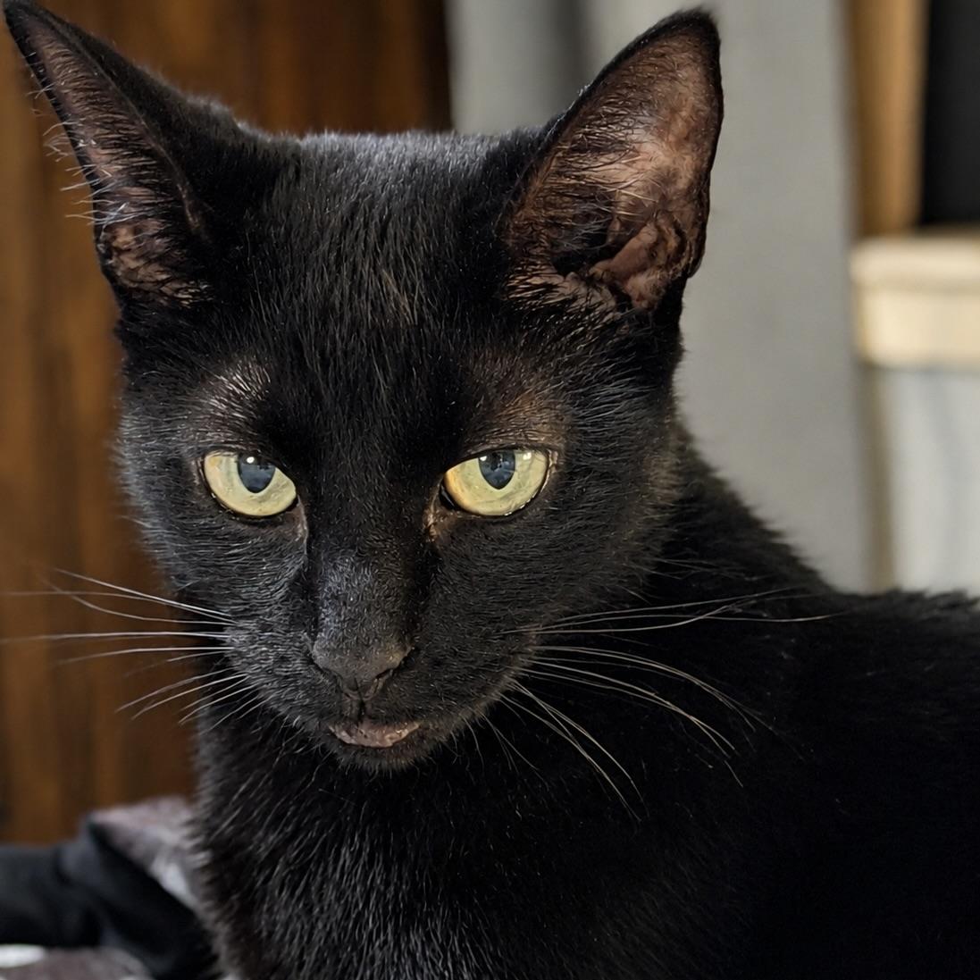 Enlarge Lily, a Adoptable Bombay in Latham, NY image 2/6