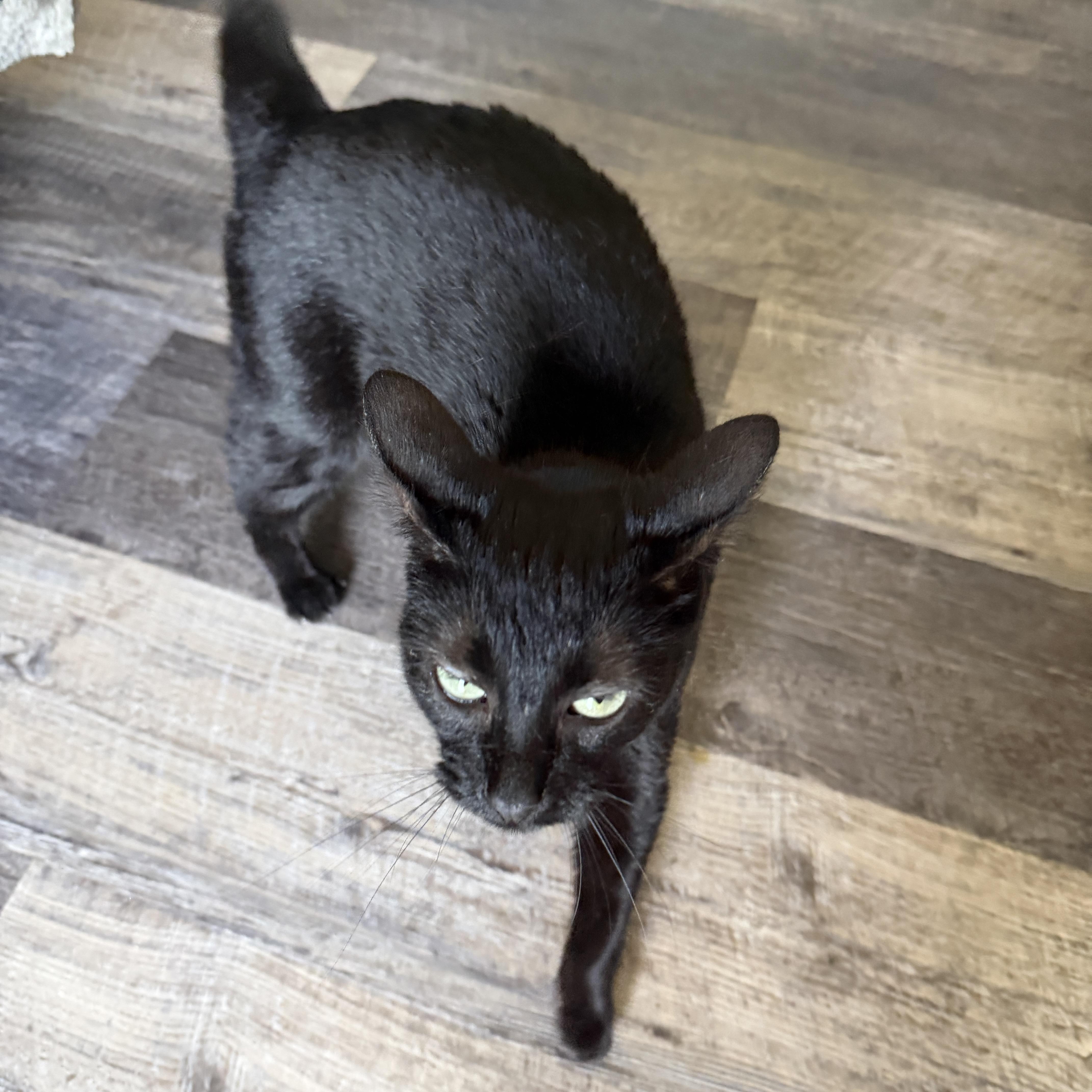 Enlarge Lily, a Adoptable Bombay in Latham, NY image 5/6